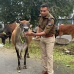 हरिद्वार पुलिस ने आवारा गायों को दुर्घटना से बचाने का किया सरहानीय प्रयास, सड़को पर घूमते आवारा पशुओ को पहनाये रेडियम बेल्ट !