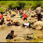 1866 से चली आ रही परंपरा का साक्षी बना मौण मेला, अगलाड़ नदी में उतरे हजारों ग्रामीण ढोल-दमाऊ की थाप, टिमरू की खुशबू और पारंपरिक तरीके से मछली पकड़ने की अनूठी परंपरा ने जीवंत की जौनपुर की लोक संस्कृति.!