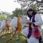 श्री गुरु राम राय विश्वविद्यालय में पहुंची दुनिया की सबसे छोटी नस्ल की नैनो गाय, महंत देवेंद्र दास ने नैनो गाय का माला पहनाकर किया स्वागत,आंध्र प्रदेश से देहरादून पहुंची नैनो गाय की एक जोड़ी पहुंची देहरादून,पहली बार नैनो गाय को देखकर खिले पशु प्रेमियों के चेहरे, सीमित जगह और कम चारे में गोपालन की संभावनाओं पर एसजीआरआर विश्वविद्यालय करेगा शोध.!